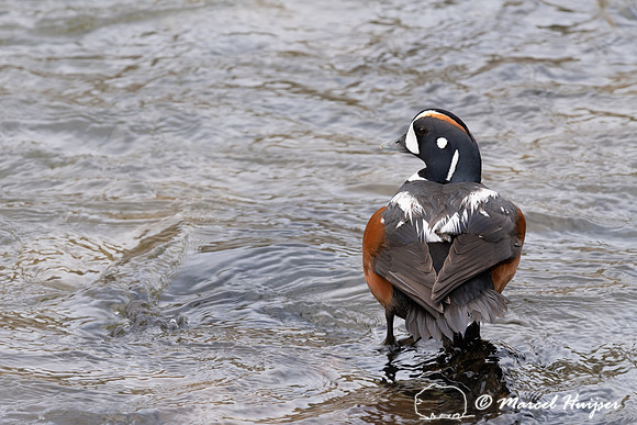 Harlequin ducks (Histrionicus histrionicus), LeHardy Rapids, Yel