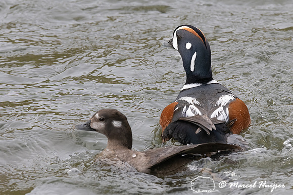 Mating harlequin ducks (Histrionicus histrionicus), LeHardy Rapi