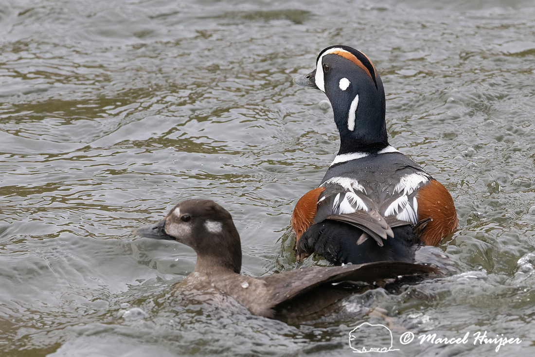 Mating harlequin ducks (Histrionicus histrionicus), LeHardy Rapi