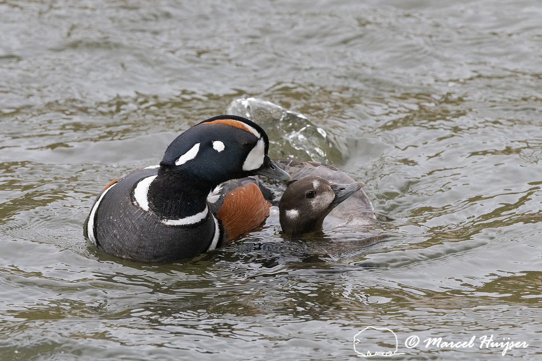 Mating harlequin ducks (Histrionicus histrionicus), LeHardy Rapi