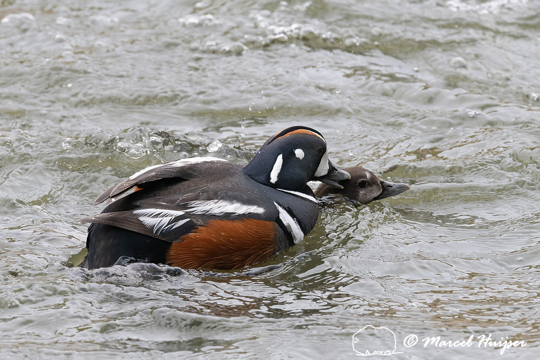 Mating harlequin ducks (Histrionicus histrionicus), LeHardy Rapi