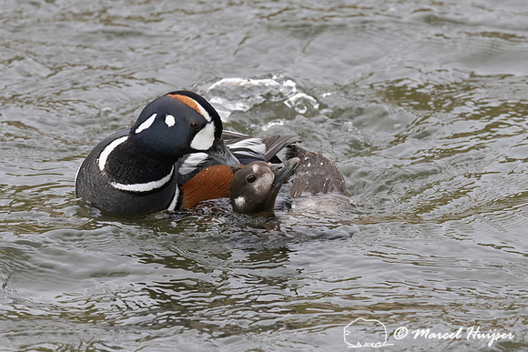 Mating harlequin ducks (Histrionicus histrionicus), LeHardy Rapi