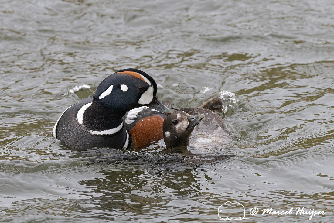 Mating harlequin ducks (Histrionicus histrionicus), LeHardy Rapi