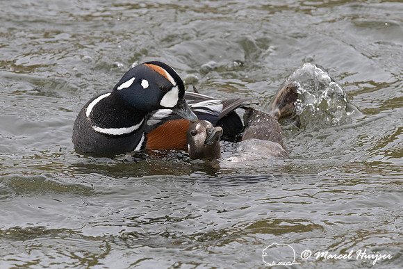 Mating harlequin ducks (Histrionicus histrionicus), LeHardy Rapi