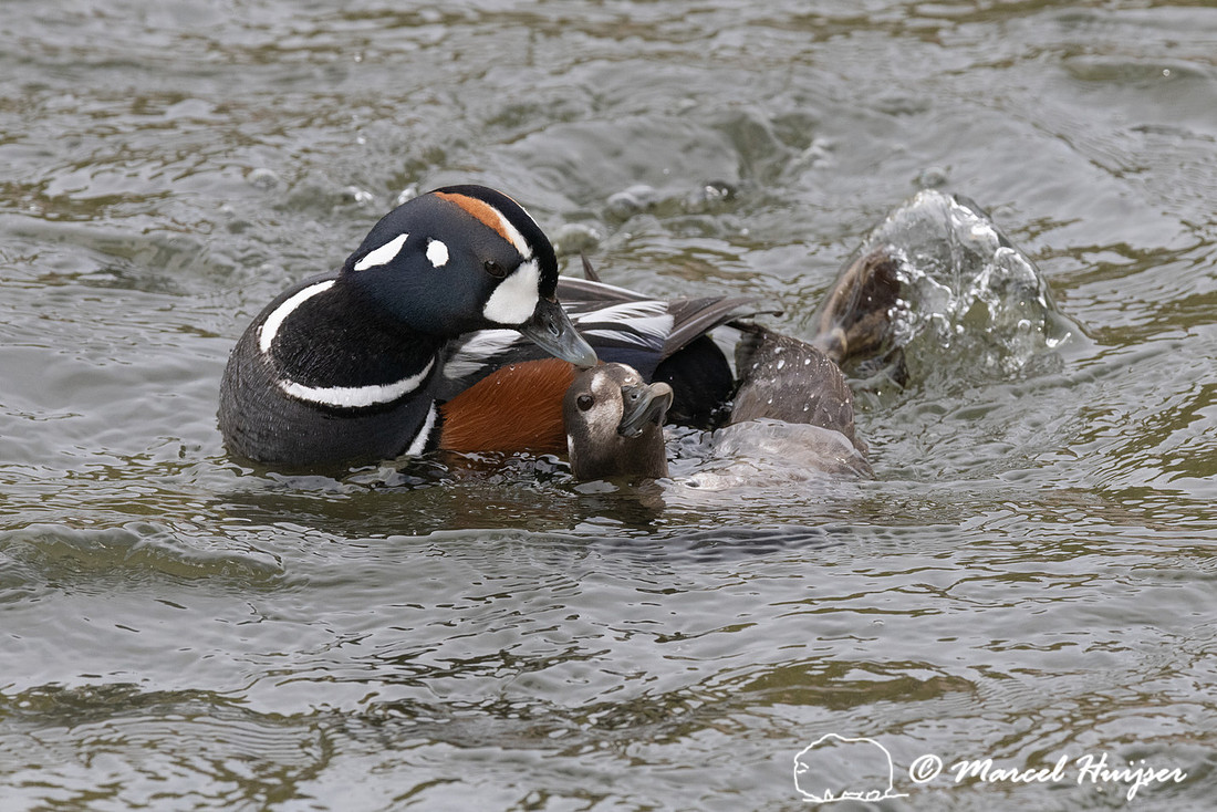 Mating harlequin ducks (Histrionicus histrionicus), LeHardy Rapi