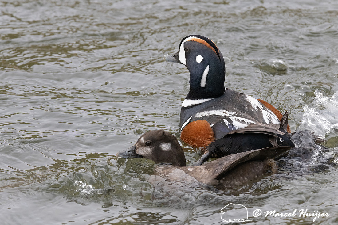Mating harlequin ducks (Histrionicus histrionicus), LeHardy Rapi