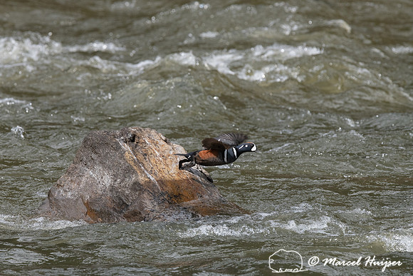 Harlequin ducks (Histrionicus histrionicus), LeHardy Rapids, Yel