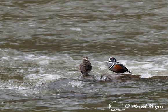 Harlequin ducks (Histrionicus histrionicus), LeHardy Rapids, Yel
