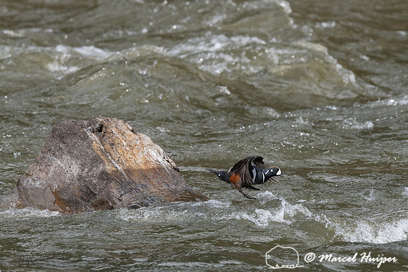 Harlequin ducks (Histrionicus histrionicus), LeHardy Rapids, Yel