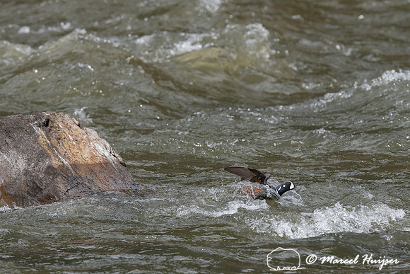 Harlequin ducks (Histrionicus histrionicus), LeHardy Rapids, Yel