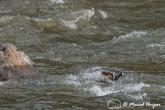 Harlequin ducks (Histrionicus histrionicus), LeHardy Rapids, Yel