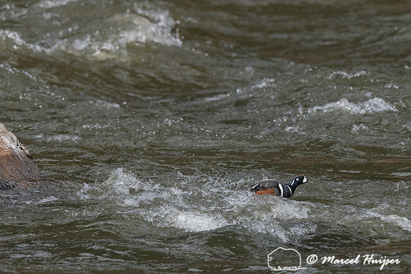 Harlequin ducks (Histrionicus histrionicus), LeHardy Rapids, Yel