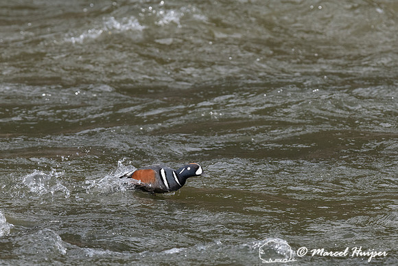 Harlequin ducks (Histrionicus histrionicus), LeHardy Rapids, Yel