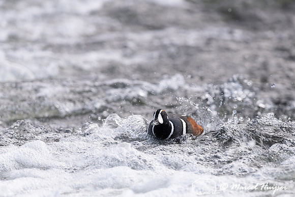 Harlequin ducks (Histrionicus histrionicus), LeHardy Rapids, Yel