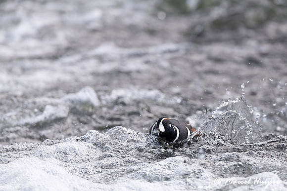 Harlequin ducks (Histrionicus histrionicus), LeHardy Rapids, Yel