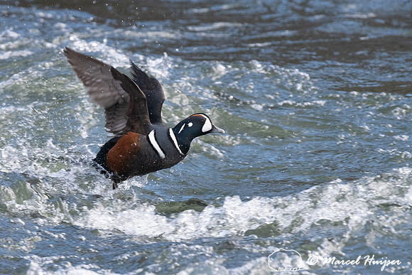 Harlequin ducks (Histrionicus histrionicus), LeHardy Rapids, Yel