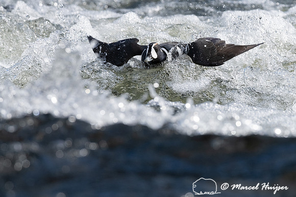 Harlequin ducks (Histrionicus histrionicus), LeHardy Rapids, Yel
