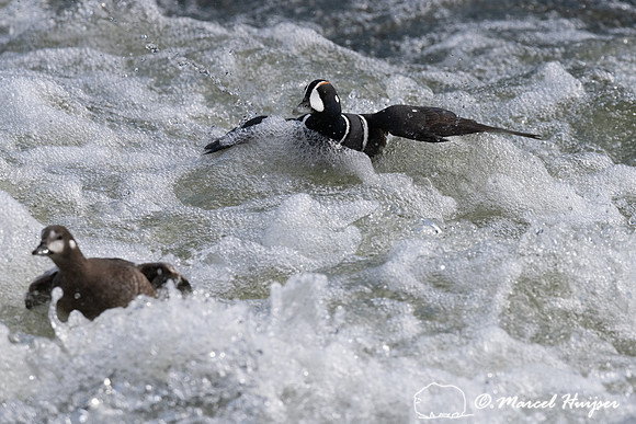 Harlequin ducks (Histrionicus histrionicus), LeHardy Rapids, Yel