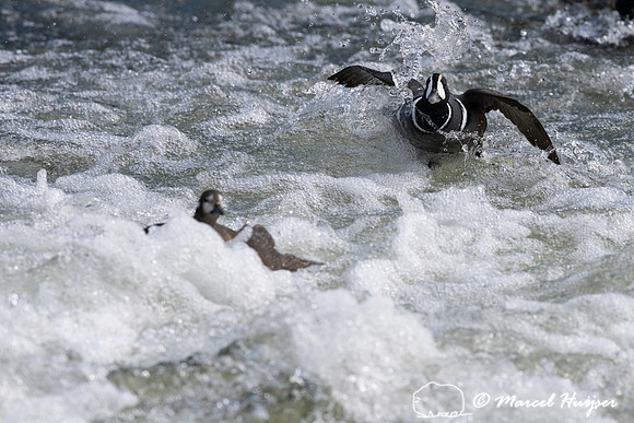 Harlequin ducks (Histrionicus histrionicus), LeHardy Rapids, Yel