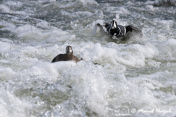 Harlequin ducks (Histrionicus histrionicus), LeHardy Rapids, Yel