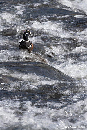 Harlequin ducks (Histrionicus histrionicus), LeHardy Rapids, Yel