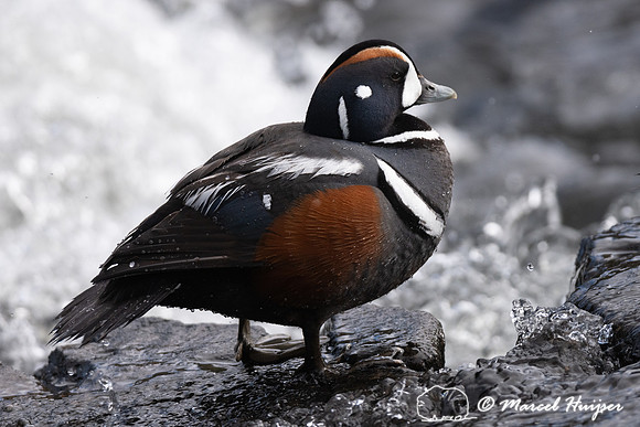Harlequin ducks (Histrionicus histrionicus), LeHardy Rapids, Yel