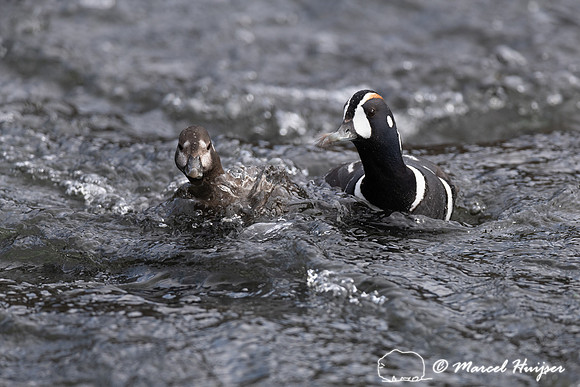 Harlequin ducks (Histrionicus histrionicus), LeHardy Rapids, Yel