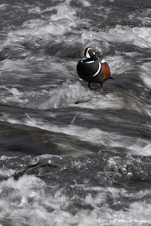 Harlequin ducks (Histrionicus histrionicus), LeHardy Rapids, Yel