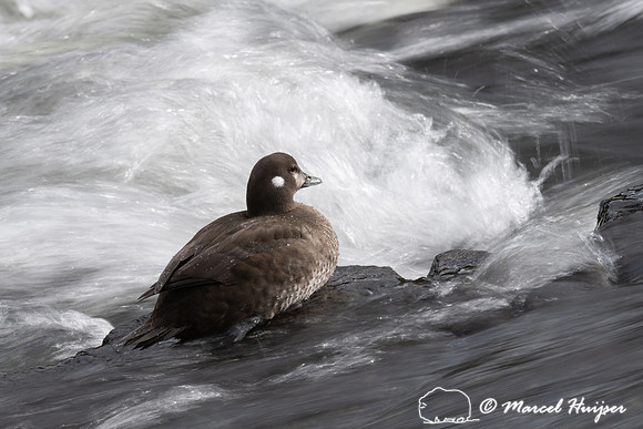 Harlequin ducks (Histrionicus histrionicus), LeHardy Rapids, Yel