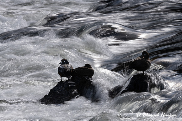 Harlequin ducks (Histrionicus histrionicus), LeHardy Rapids, Yel