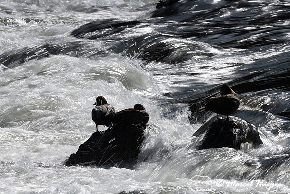 Harlequin ducks (Histrionicus histrionicus), LeHardy Rapids, Yel