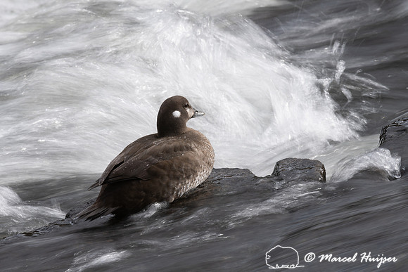 Harlequin ducks (Histrionicus histrionicus), LeHardy Rapids, Yel