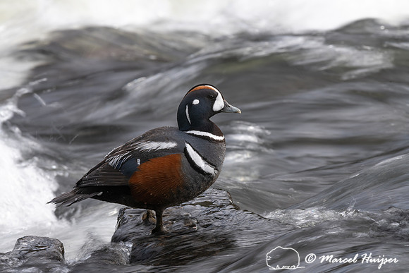 Harlequin ducks (Histrionicus histrionicus), LeHardy Rapids, Yel