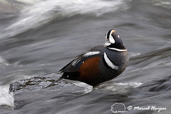 Harlequin ducks (Histrionicus histrionicus), LeHardy Rapids, Yel