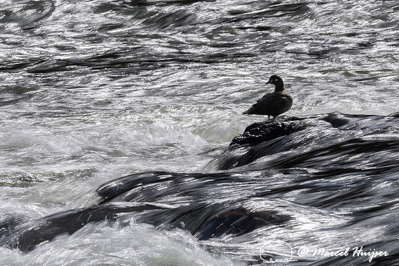 Harlequin ducks (Histrionicus histrionicus), LeHardy Rapids, Yel