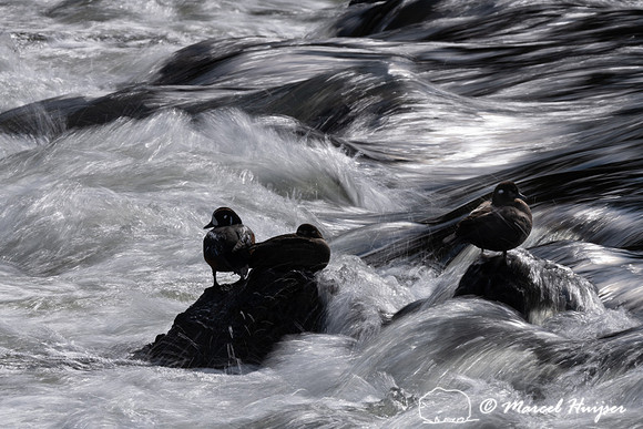 Harlequin ducks (Histrionicus histrionicus), LeHardy Rapids, Yel