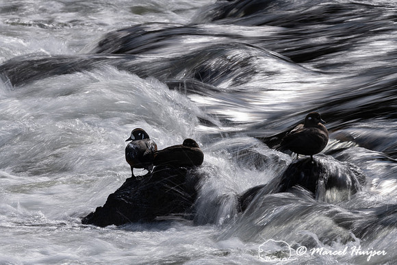 Harlequin ducks (Histrionicus histrionicus), LeHardy Rapids, Yel