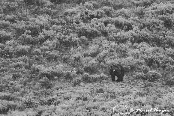 Grizzly bear (Ursus arctos), Yellowstone National Park, Wyoming