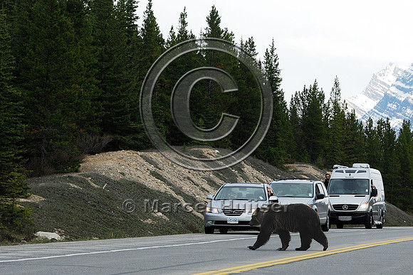 Grizzly bear (Ursus arctos) crossing road with traffic, AB