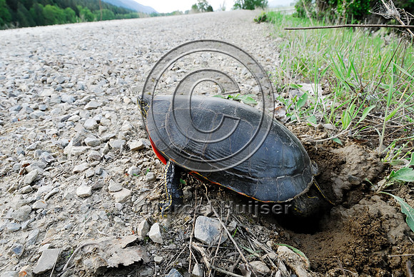 Western painted turtle ( Chrysemys picta bellii) digging a hole and laying eggs along a gravel road, northern Idaho, USA