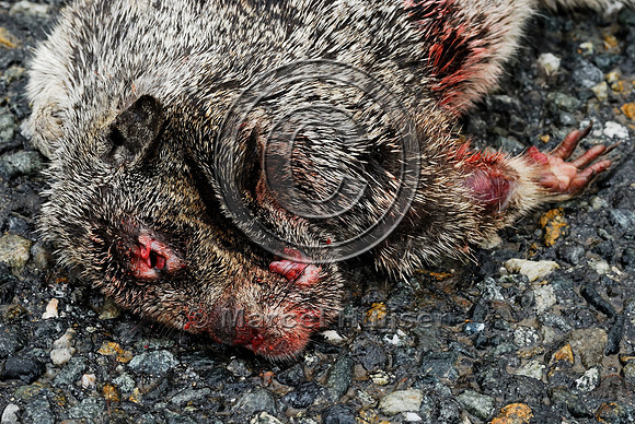 California ground squirrel (Spermophilus beecheyi) roakill, near Ft Jones, California, USA