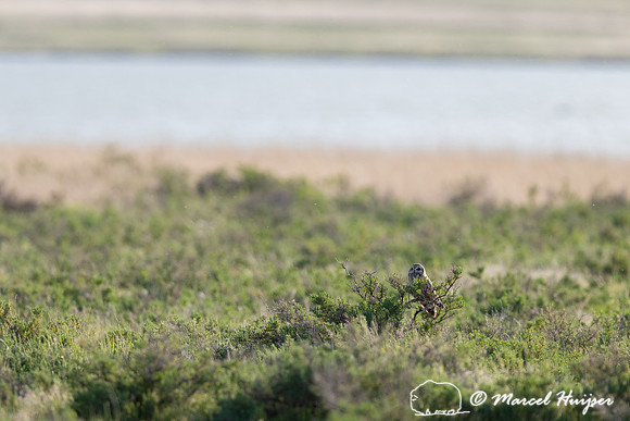 Short-eared owl (Asio flammeus), Freezout Lake Wildlife Manageme