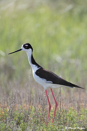 Black-necked stilt (Himantopus mexicanus), Freezout Lake Wildlif