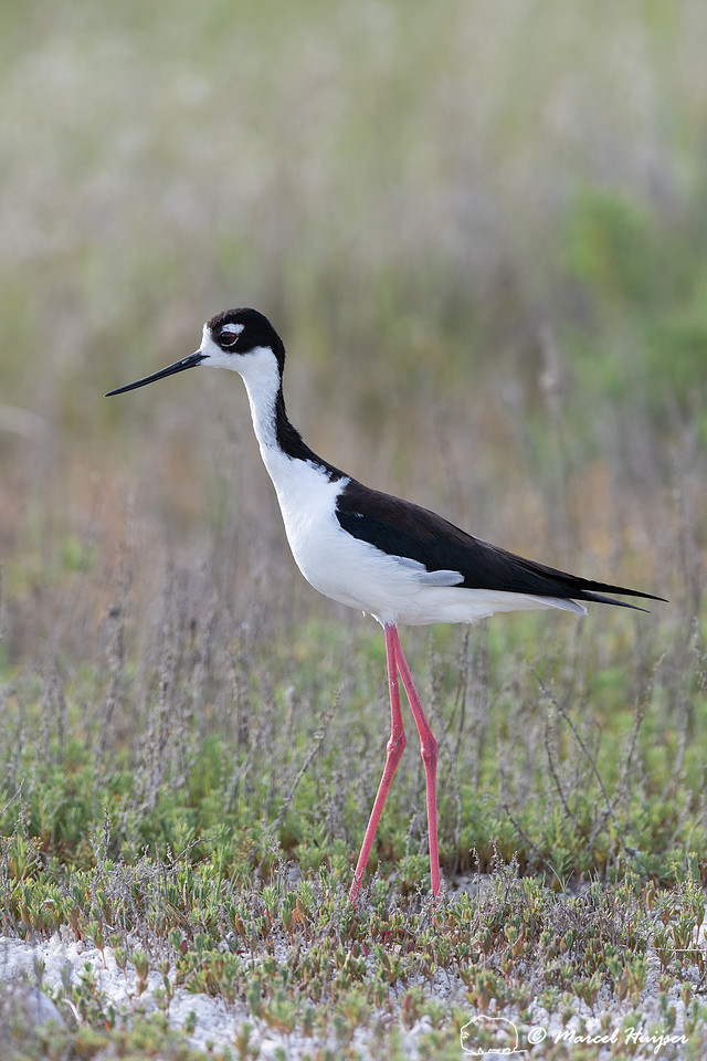 Black-necked stilt (Himantopus mexicanus), Freezout Lake Wildlif