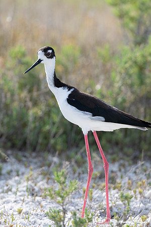 Black-necked stilt (Himantopus mexicanus), Freezout Lake Wildlif
