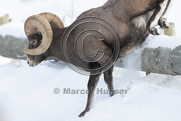 Bighorn sheep (Ovis canadensis), Lamar Valley, Yellowstone Natio