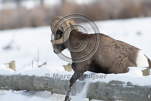 Bighorn sheep (Ovis canadensis), Lamar Valley, Yellowstone Natio