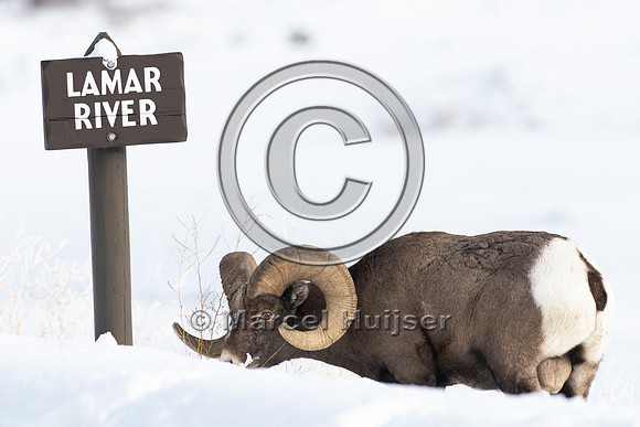 Bighorn sheep (Ovis canadensis), Lamar Valley, Yellowstone Natio
