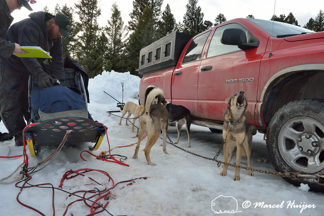 Race to the Sky, sled dog race, February 13-15 2015, Seeley Lake, Montana, USA