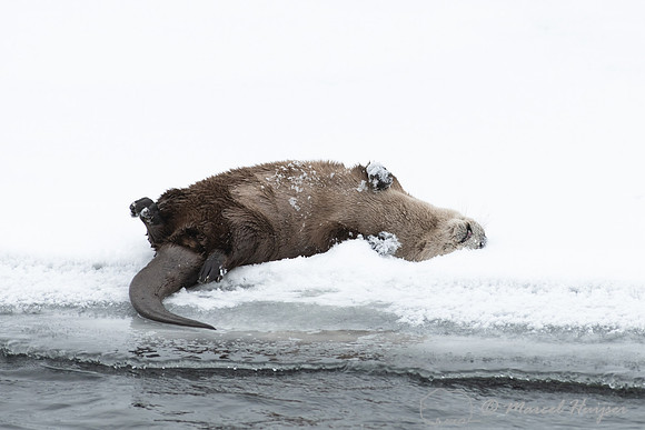 North American river otter (Lontra canadensis), Yellowstone Nati
